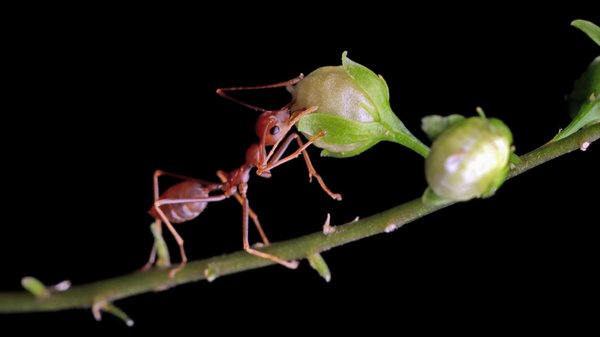Les préférences alimentaires des fourmis : miellat, insectes et plus encore