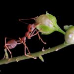 Les préférences alimentaires des fourmis : miellat, insectes et plus encore